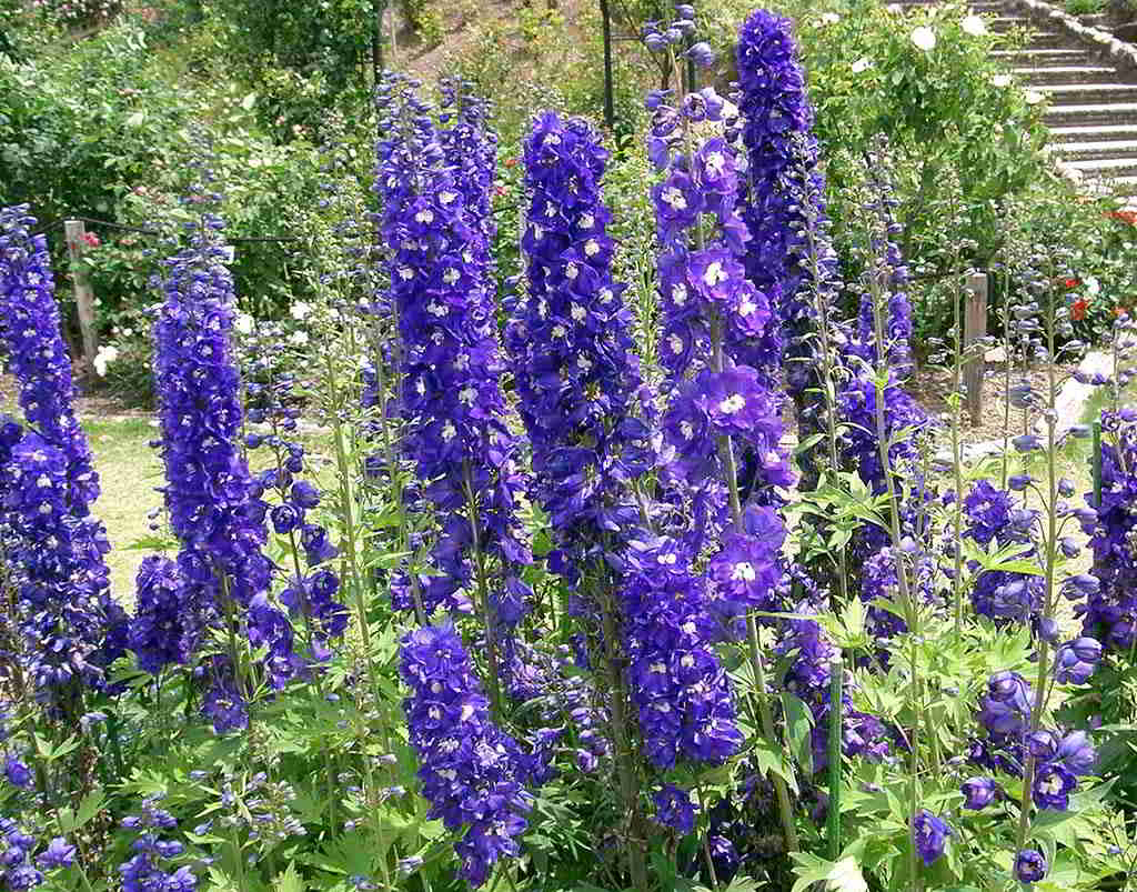 Delphinium Cultivars / Дельфиниум гибридный