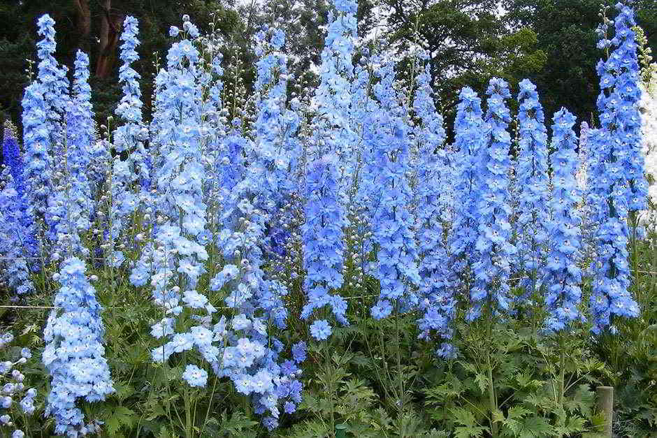 Delphinium Cultivars Belladonna-Gruppe / Дельфиниум группы Белладонна