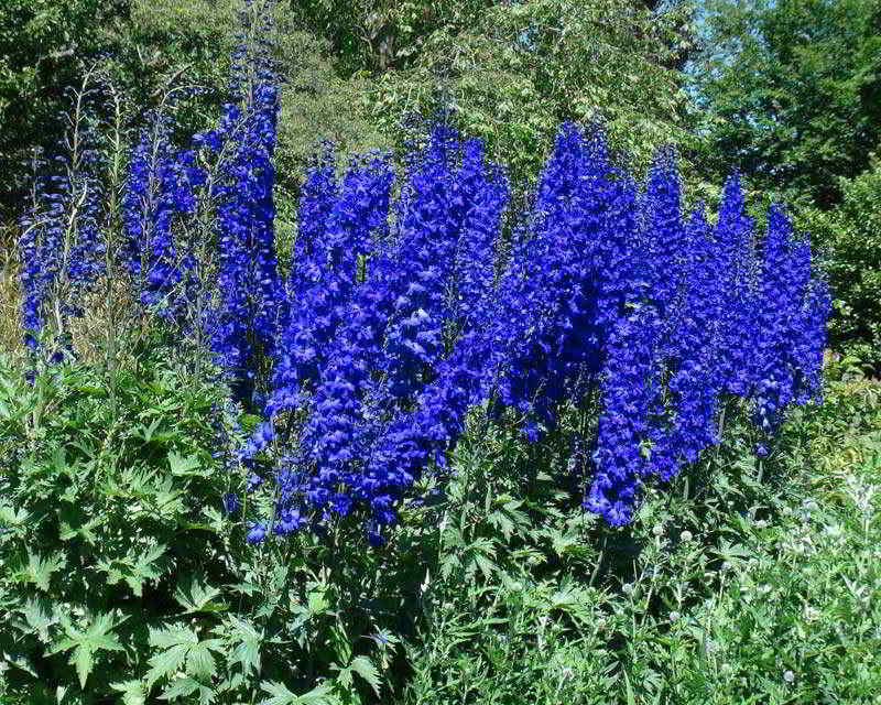 Delphinium Cultivars Pacific Giant-Gruppe / Дельфиниум группы Тихоокеанские гибриды