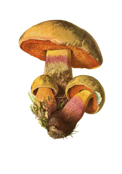 Boletus luridus / Дубовик оливково-бурый