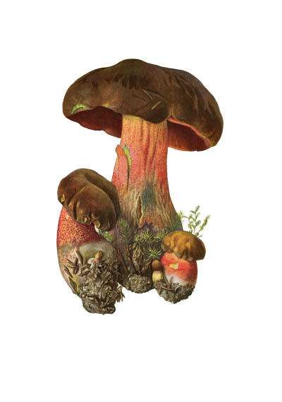 Neoboletus erythropus / Дубовик крапчатый