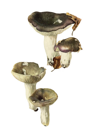 Russula grisea / Сыроежка серая