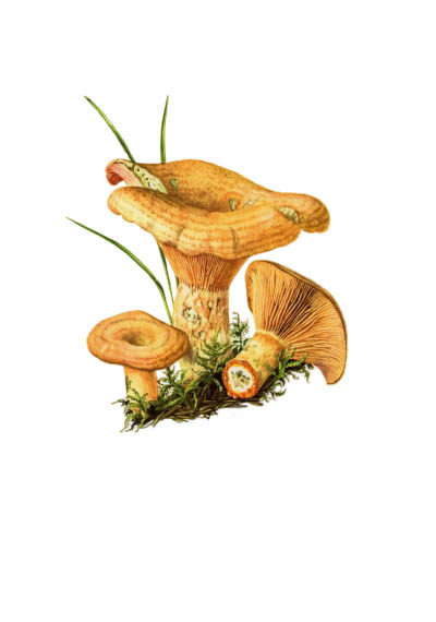 Lactarius deliciosus / Рыжик настоящий