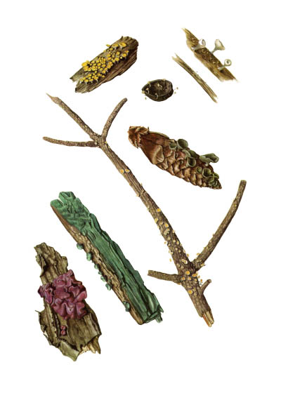 Helotiaceae / Гелоциевые