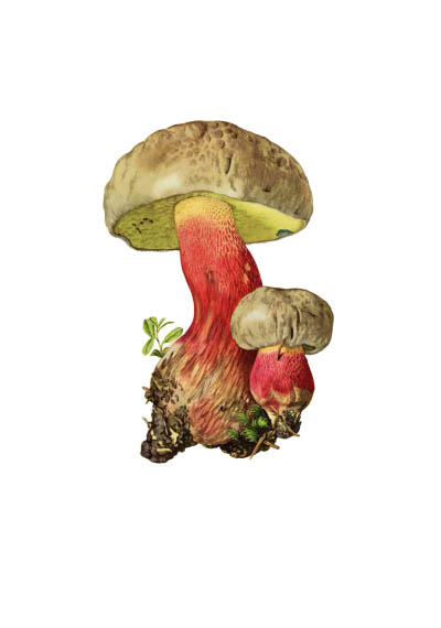 Boletus calopus / Боровик несъедобный