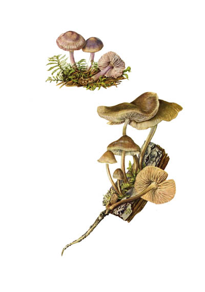 Mycena galericulata / Мицена колпаковидная