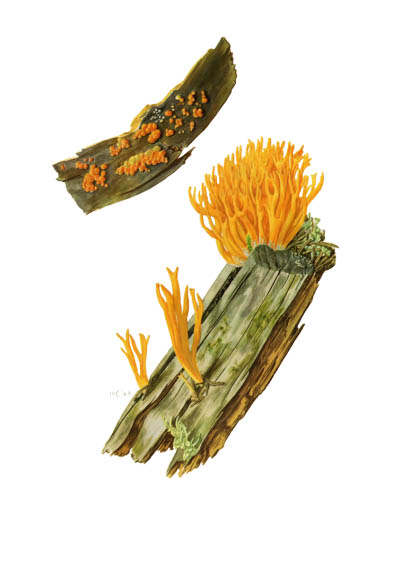 Calocera viscosa / Калоцера клейкая