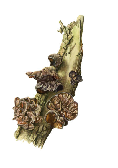 Auricularia auricula / Аурикулярия уховидная