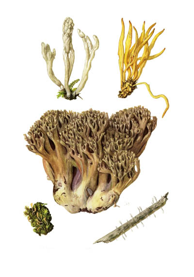 Clavariaceae / Рогатиковые