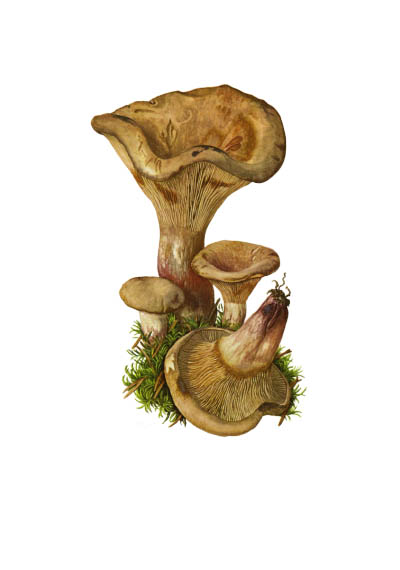 Paxillus involutus / Свинушка тонкая