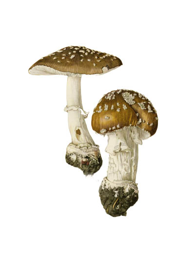 Amanita pantherina / Мухомор пантерный