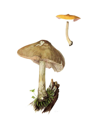 Pluteus cervinus / Плютей олений