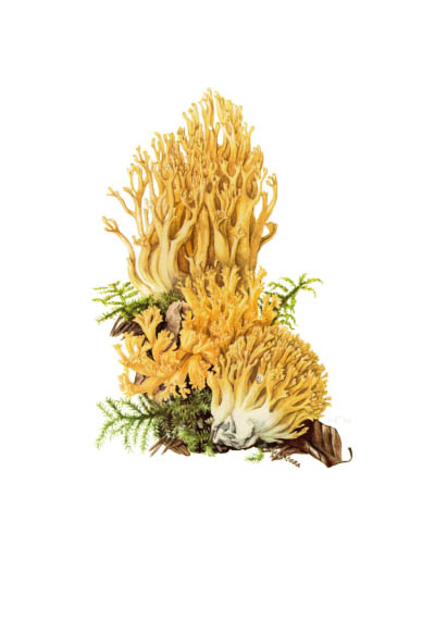 Ramaria aurea / Рамария жёлтая