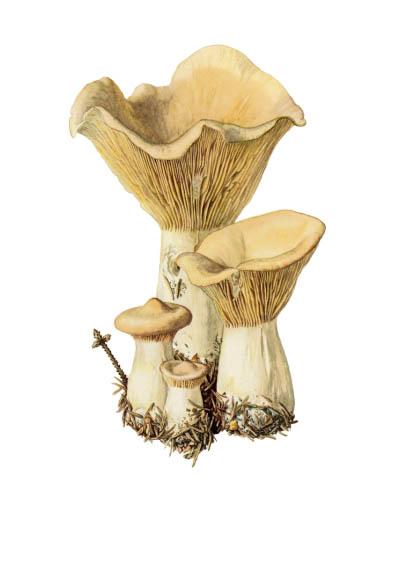 Clitocybe geotropa / Говорушка подогнутая