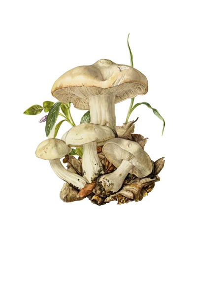Calocybe gambosa / Майский гриб