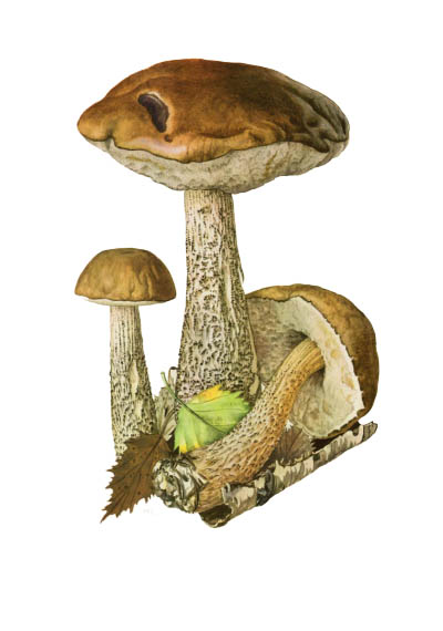 Leccinum scabrum / Подберёзовик обыкновенный