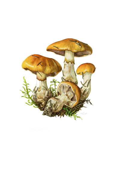 Cortinarius varius / Паутинник изменчивый