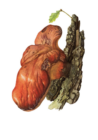 Fistulina hepatica / Печёночница обыкновенная