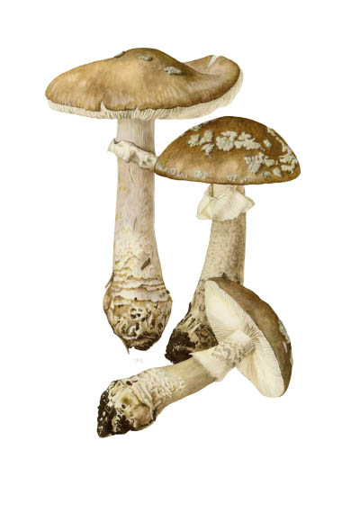 Amanita spissa / Мухомор толстый