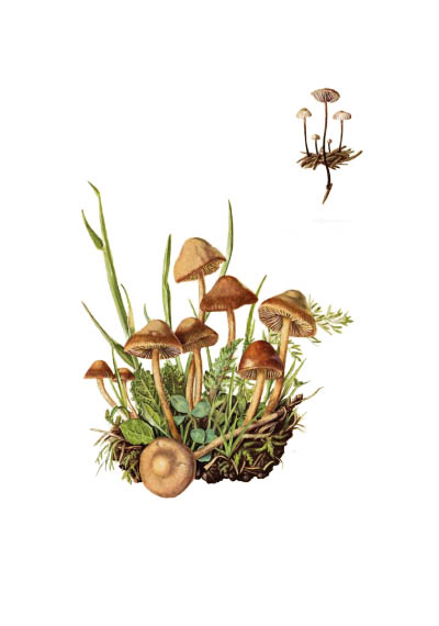 Marasmius areades / Опёнок луговой