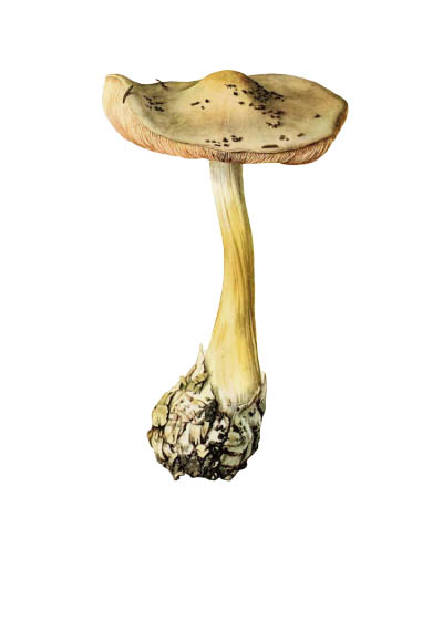 Volvariella speciosa / Вольвариелла слизистоголовая