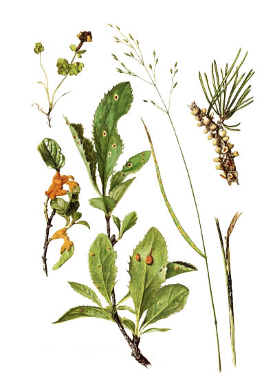 Puccinia graminis / Стеблевая (линейная) ржавчина злаковых культур