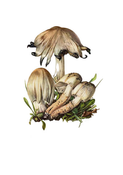 Coprinus atramentarius / Навозник серый