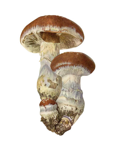 Cortinarius praestans / Паутинник превосходный