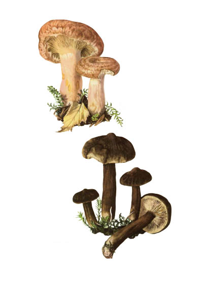 Lactarius lignyotus / Млечник бурый