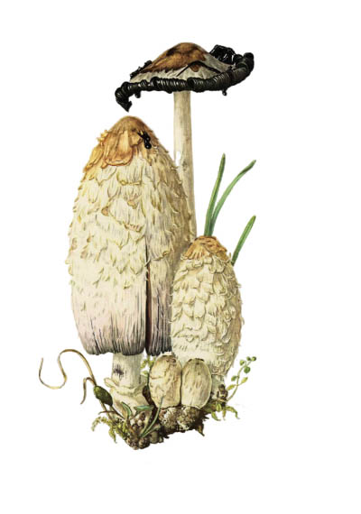 Coprinus comatus / Навозник белый