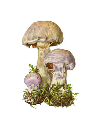 Cortinarius traganus / Паутинник козлиный, или вонючий