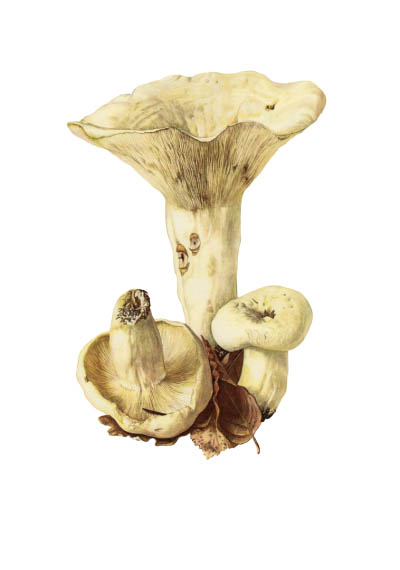 Lactarius pergamenus / Груздь пергаментный