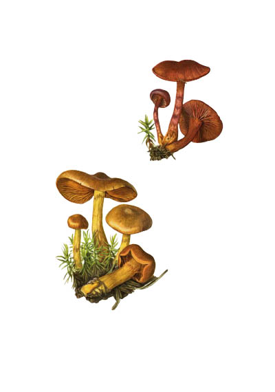 Cortinarius cinnamomeus / Паутинник коричный