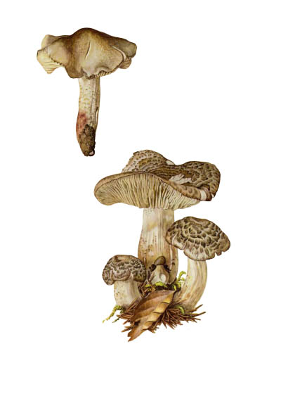 Tricholoma pardinum / Рядовка тигровая