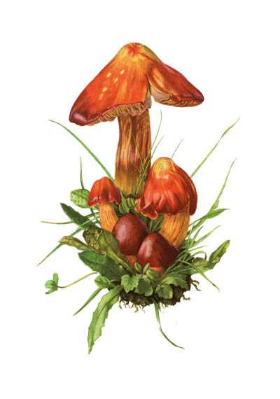 Hygrocybe punicea / Гигроцибе пунцовая