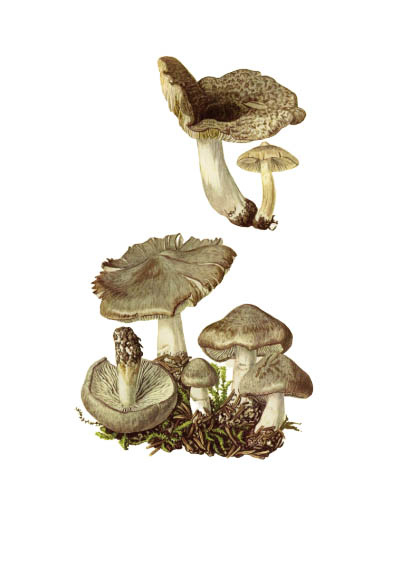 Tricholoma terreum / Рядовка землистая