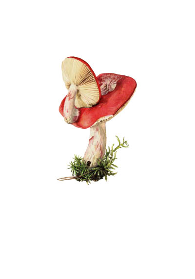 Russula sanguinea / Сыроежка кроваво-красная