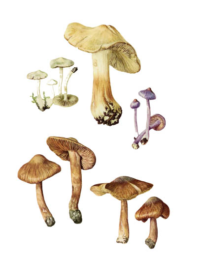 Inocybe / Волоконница