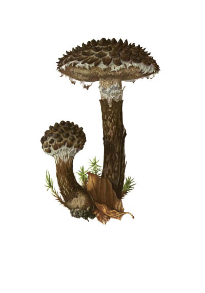 Strobilomyces floccopus / Шишкогриб хлопьеножковый