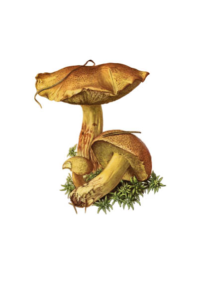 Suillus variegatus / Маслёнок жёлто-бурый