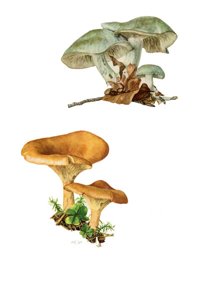 Clitocybe inversa / Говорушка перевернутая