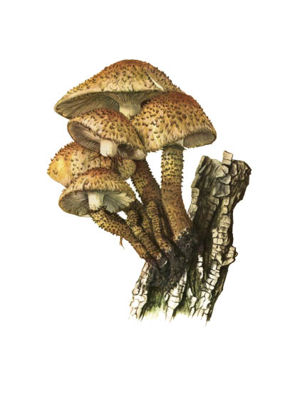 Pholiota squarrosa / Чешуйчатка обыкновенная