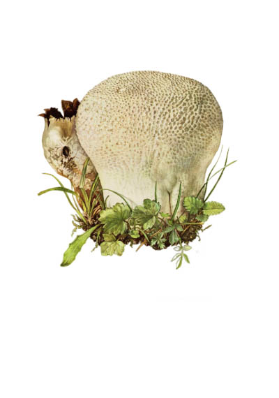 Calvatia utriformis / Головач