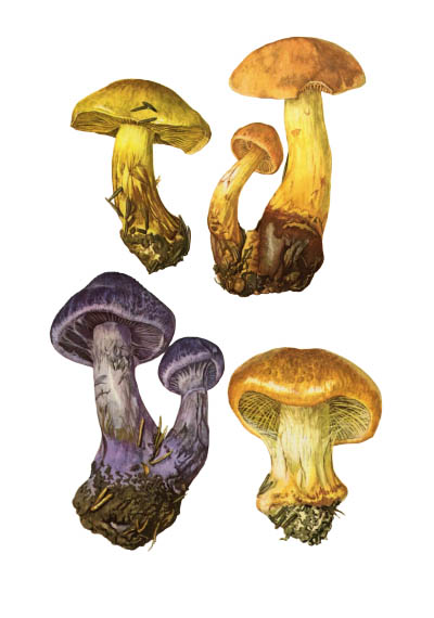 Cortinarius / Паутинник