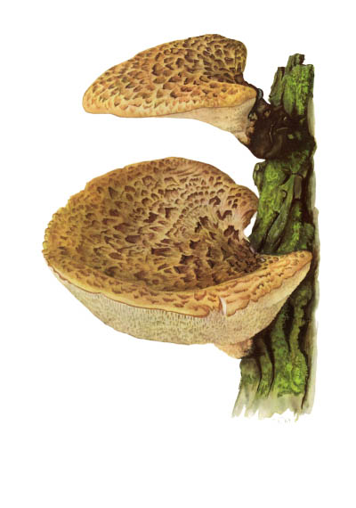 Polyporus squamosus / Трутовик чешуйчатый