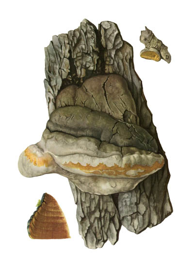 Phellinus igniarius / Трутовик ложный