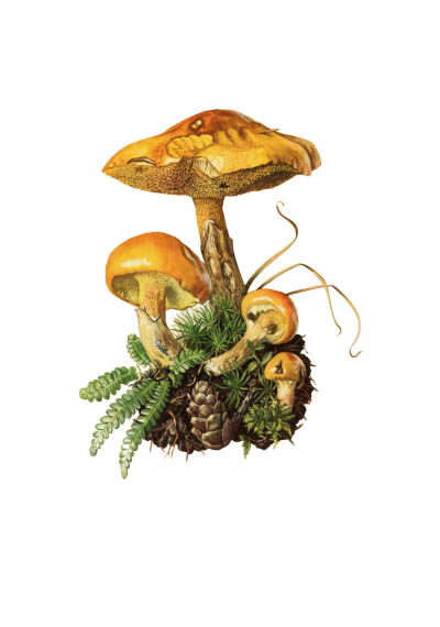 Suillus grevillei / Маслёнок лиственничный