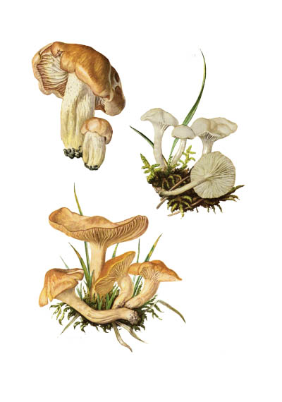 Camarophyllus pratensis / Гигрофор луговой