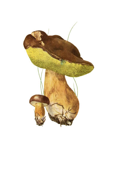 Xerocomus badius / Польский гриб