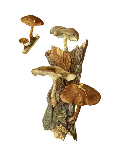 Polyporus ciliatus / Трутовик майский